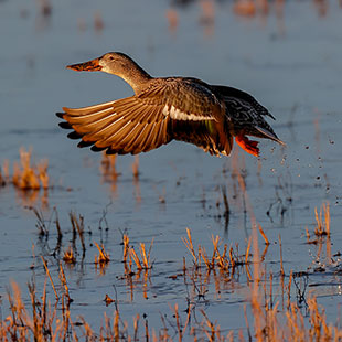 Bird out of water