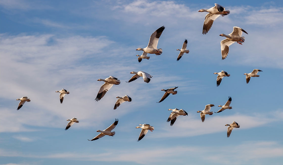 Flock of birds