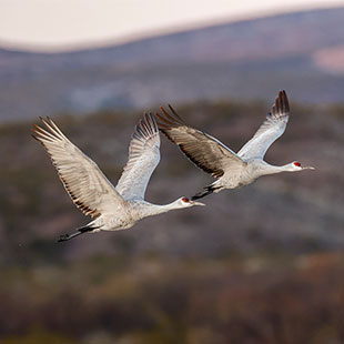 Birds flying