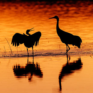 Birds in water