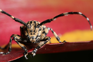 canon 60mm f2 8 macro