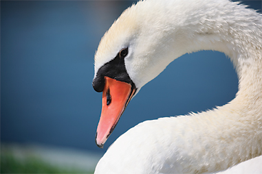 70-300f45Lsample
