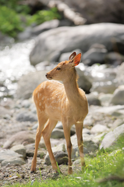 70-200f28Lsample
