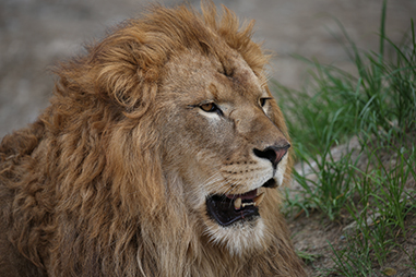 EF 100-400mm F4.5-5.6L IS II USM: Lens: Canon Latin America EF 100-400mm F4.5-5.6L IS II USM: Lens: Canon Latin America